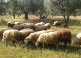 Συναγερμός για την ευλογιά προβάτων: Έκτακτα μέτρα